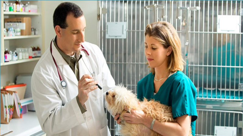 Domestic Animal Medical Care in Joppa, MD Improves the Lives of Dogs and Cats