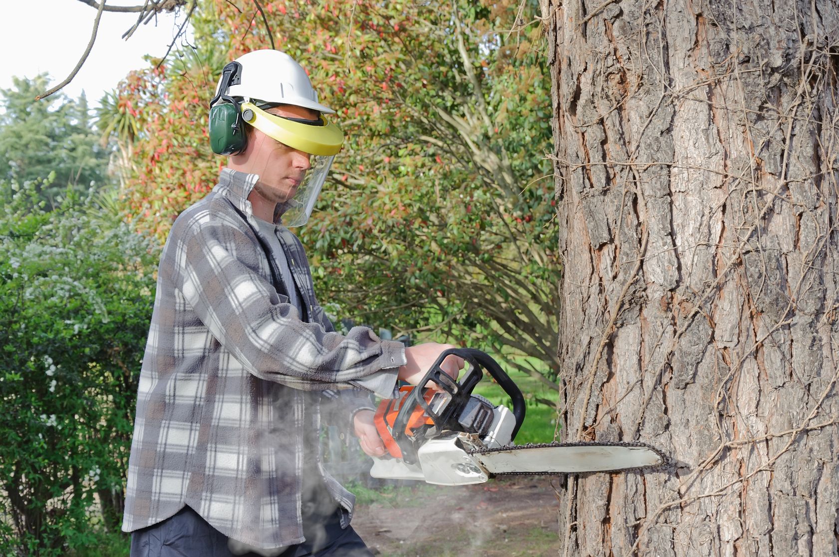 Signs You Need Professional Tree Removal in Cape Coral