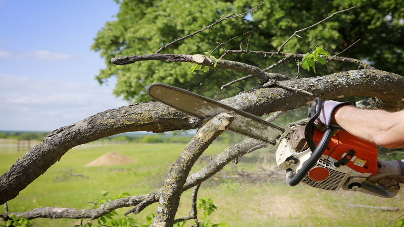 Why Stump Grinding in Peachtree City GA is Best Left to a Professional