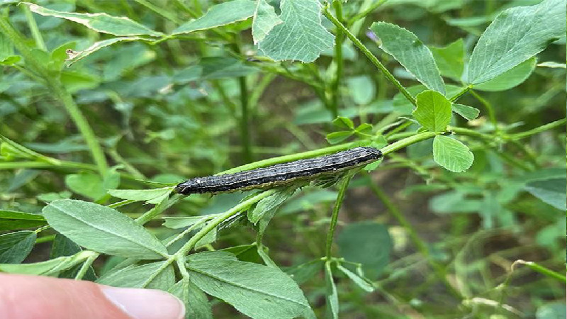 2 Benefits of Utilizing the Aerial Technique of Crop Spraying in WI