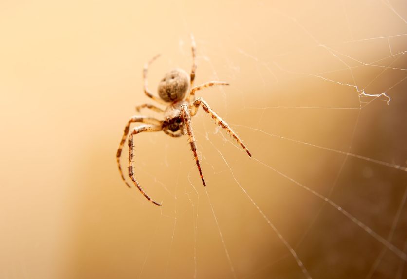 Spider Extermination: Harnessing Pest Control for a Web-Free Home